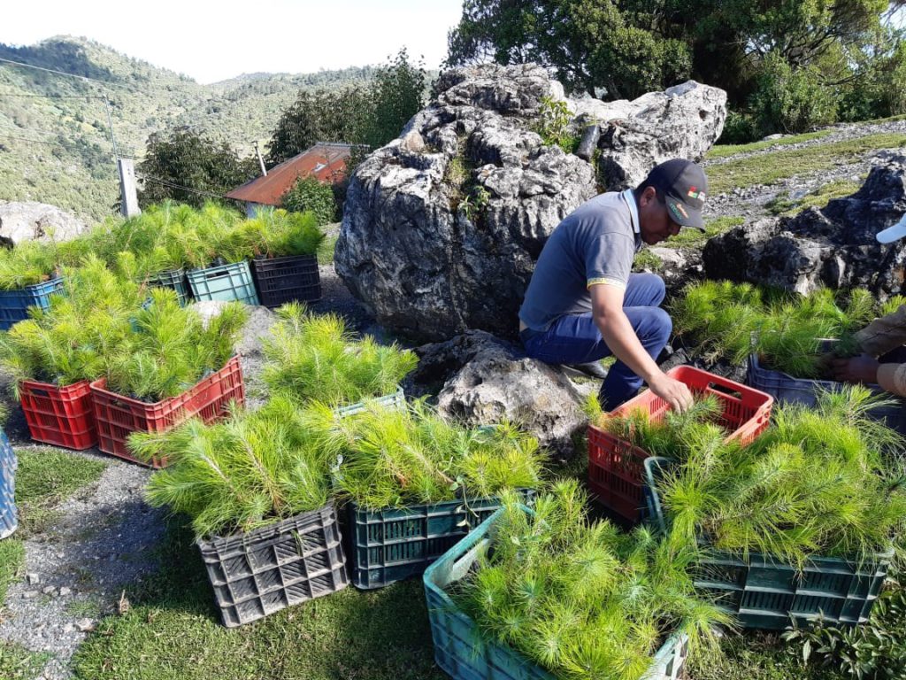 Manejo Sostenible de los Recursos Naturales y Conservación de la Biodiversidad, en ecosistemas estratégicos de la Sierra de Los Cuchumatanes, financiado por el Fondo a la Conservación de Bosques Tropicales en Guatemala (FCA)