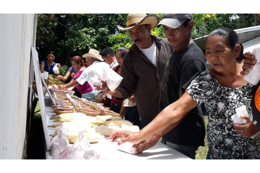 Uso sostenible de la agro-biodiversidad de maíz, frijol y especies sub-utilizadas en comunidades indígenas de Centroamérica: Una estrategia para la seguridad alimentaria y adaptación climática; Financiado por el Fondo de Distribución del TIRFAA/FAO