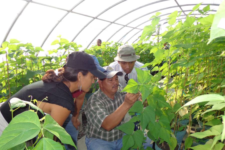 Programa colaborativo de Fitomejoramiento Participativo en Mesoamérica (FPMA), financiado por el Fondo de Desarrollo Noruego.