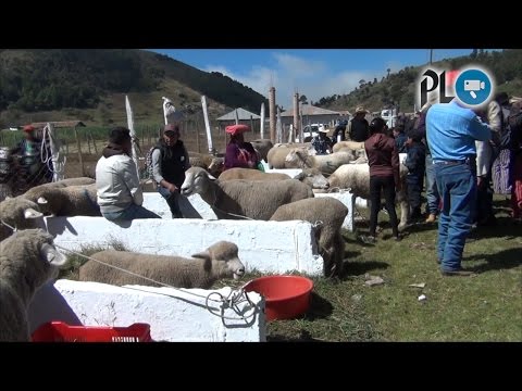 Ferias del Cordero y Agrobidiversidad