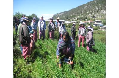 Fortalecimiento del Sistema Ovino en el Parque Regional de Todos Santos Cuchumatán, Financiado por el Fondo Francés/Fundaeco