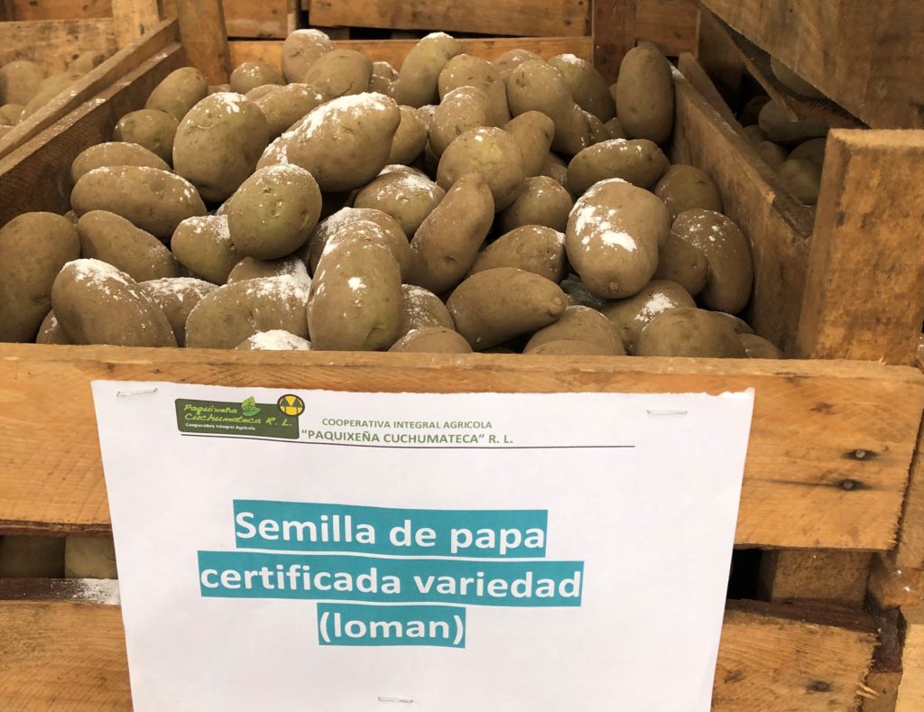 Semilla de papa Loman