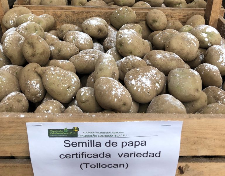 Semilla de papa Tollocan